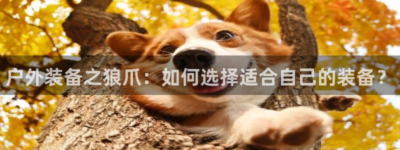 新宝gg q